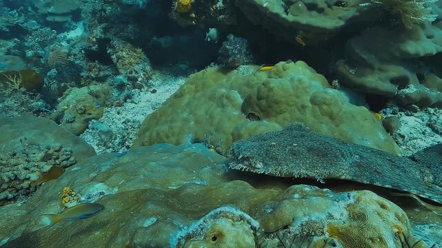 Side approach toward a resting wobbegong shark on table coral, followed by a frontal view highlighting the dense beard-like dermal lobes around its mouth.