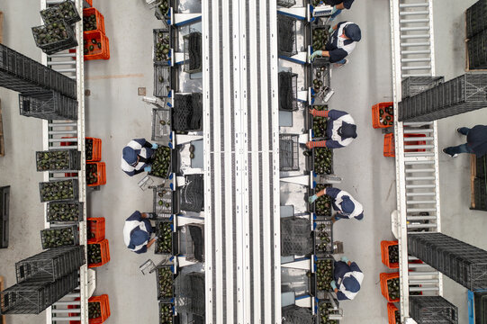Aerial view of workers sorting avocados on conveyor belts in an avocado packing house in Tancitaro, Michoacan, Mexico.