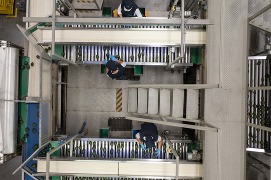 Aerial view of avocado packing house with workers sorting fresh green avocados on industrial conveyor belts in Tancitaro, Michoacan, Mexico.