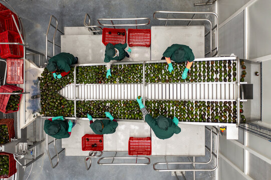 Aerial view of workers in green uniforms sorting fresh avocados on a conveyor belt in a packing house in Uruapan, Michoacan, Mexico.