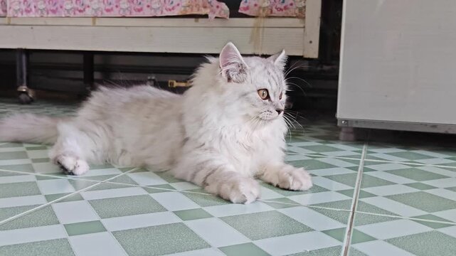A close-up photograph of a cute, short-haired cat lying on the floor.