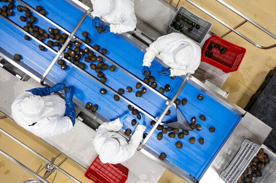 Aerial view of workers in white uniforms sorting fresh avocados on a blue conveyor belt inside an avocado packing house in Uruapan, Michoacan, Mexico.