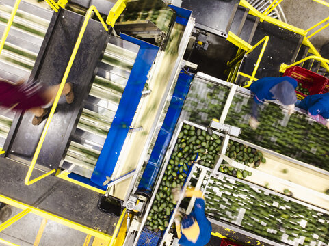 Aerial view of an avocado packing house with workers sorting fresh green avocados on conveyor belts, featuring yellow industrial railings and machinery in Uruapan, Michoacan, Mexico.