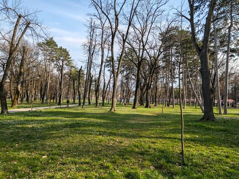 Sunny Spring Park Landscape Tall Trees