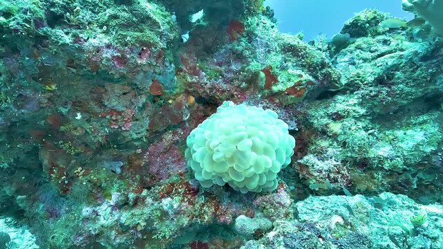 Bubble coral, Plerogyra sinuosa, displays inflated vesicles that expand during daylight to maximize exposure to sunlight and support photosynthesis.