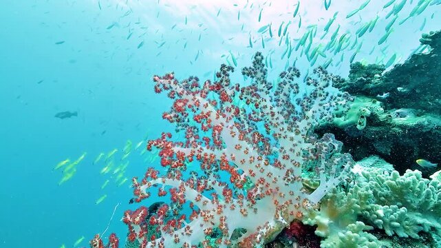 A large pink Dendronephthya soft coral grows from a tropical reef while schools of small fish swim through the blue water behind it.