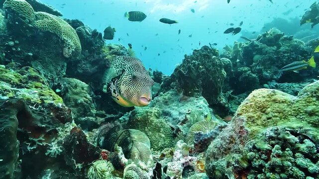 A gravid female map pufferfish Arothron mappa with a swollen belly turns away and leaves the coral reef, apparently approaching spawning.