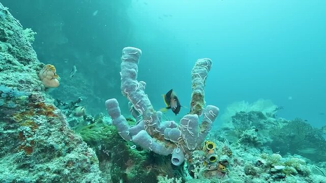 A chocolate surgeonfish Acanthurus pyroferus swims beside a large tube sponge from the Callyspongiidae family on a tropical coral reef.