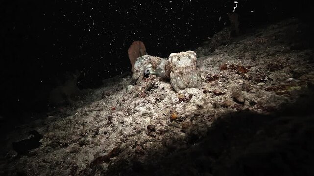 Two calm cuttlefish rest together on a sloping sandy seabed during a night dive in Raja Ampat.