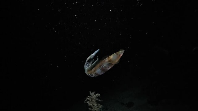 A cuttlefish swims down toward the ocean floor and gradually disappears into the darkness during a night dive in Raja Ampat.