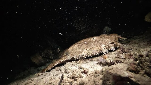 Night view of a wobbegong shark resting on the sandy bottom in Raja Ampat, with the camera approaching its head and characteristic dermal lobes.