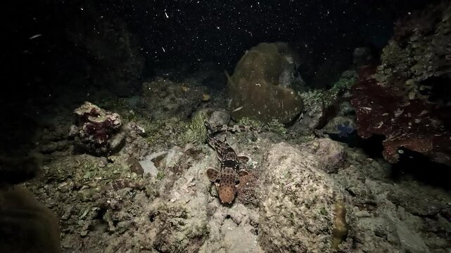 Rare backward tracking shot of a Papuan walking shark Hemiscyllium freycineti moving toward the camera. This nocturnal species is endemic to West Papua and filmed in Raja Ampat.