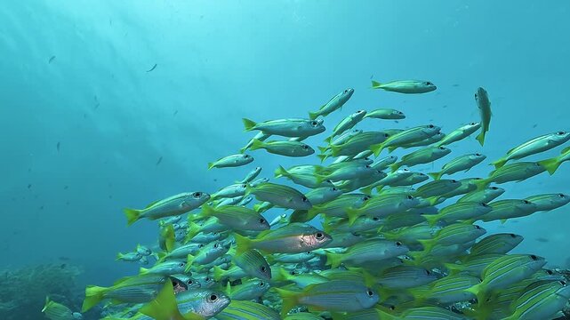 A dense school of yellowtail fusiliers swims together above a coral reef in Raja Ampat, filling the frame with synchronized movement.