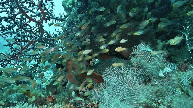 A humpback grouper Epinephelus corallicola is revealed resting inside a colorful Raja Ampat reef, surrounded by many small tropical fish.