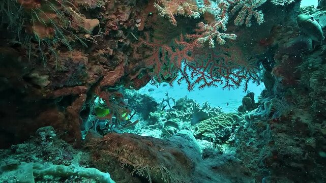 A humpback grouper Epinephelus corallicola is revealed resting inside a colorful Raja Ampat reef, surrounded by many small tropical fish.
