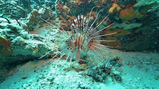 Slow motion view of a lionfish remaining still beneath a coral reef while its broad fins oscillate gracefully in the current.
