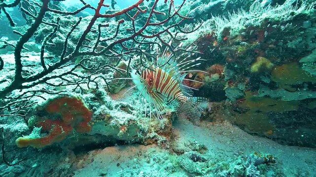 A lionfish moves behind a sea fan, then passes in front of the camera, revealing the beauty of its long flowing fins on a Raja Ampat reef.