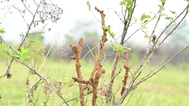 Termite mud tubes covered dry plant branches in green fields. The termites construct a soil nest around the twig and gradually consume it. This structure resembles the twig itself.