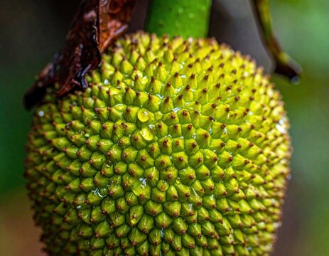 Extreme close-up of green jackfruit skin texture.