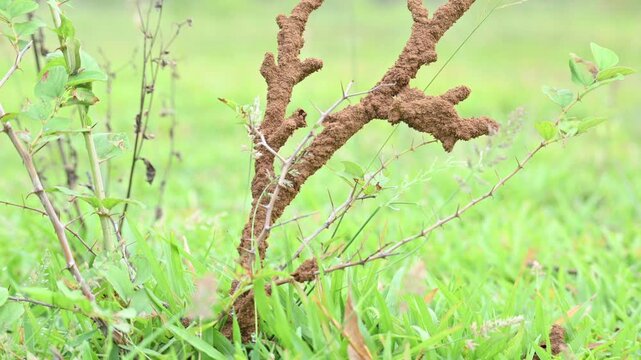 Termite mud tubes covered dry plant branches in green fields. The termites construct a soil nest around the twig and gradually consume it. This structure resembles the twig itself.