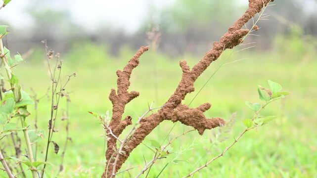 Termite mud tubes covered dry plant branches in green fields. The termites construct a soil nest around the twig and gradually consume it. This structure resembles the twig itself.