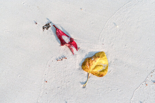 leaves on a sandy white beach