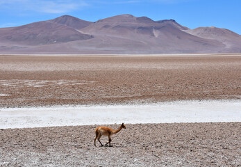 Guanaco under the scorching sun in Atacama Desert. Chile. © Gennady