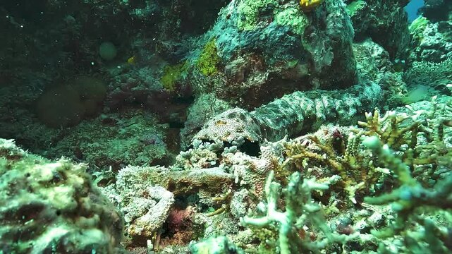 Close view of a sea cucumber using its feeding tentacles to collect sand and organic particles from the seabed on a Raja Ampat reef.