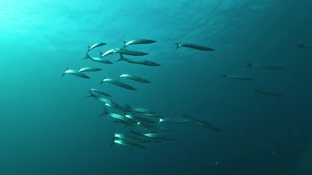 A school of barracuda, Sphyraena sp., swims together in clear blue water above a coral reef in Raja Ampat, Indonesia.