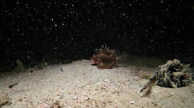 A scorpionfish walks across the sandy bottom during a night muck dive in Raja Ampat, using its pectoral fins to move over the seabed.