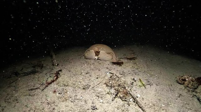 A shame-faced crab Calappa calappa faces the camera during a night muck dive in Raja Ampat, protecting itself behind its broad flattened claws edged with comb-like teeth.