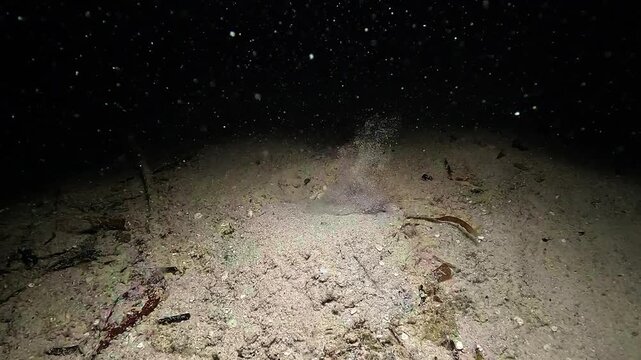 A shame-faced crab Calappa calappa rapidly buries itself in sand to escape a potential predator during a night muck dive in Raja Ampat.