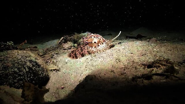 Melo amphora, the diadem volute or baler shell, crawls across the sandy bottom during a night muck dive in Raja Ampat.