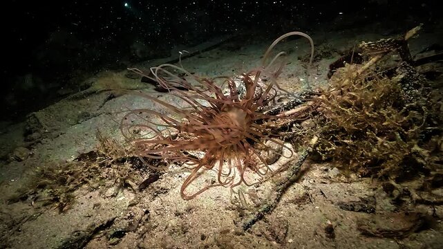 A tube anemone Ceriantharia collects suspended food with its long tentacles, bringing particles toward the central mouth during a night dive in Raja Ampat.