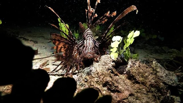 A lionfish Pterois sp. rests on the sandy bottom in hunting posture during a night muck dive in Raja Ampat, waiting for prey to approach.