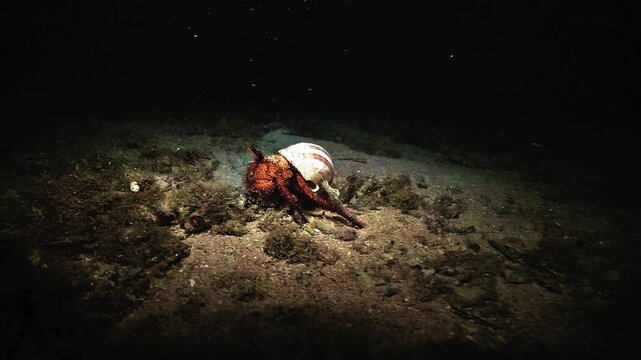 A white-spotted hermit crab Dardanus megistos walks across the seabed carrying its shell during a night muck dive in Raja Ampat, Indonesia.