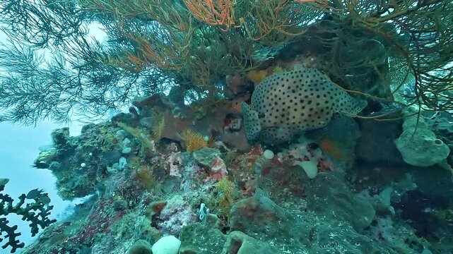 A Grace Kelly grouper or humpback grouper, Cromileptes altivelis, rests inside a coral reef cavity surrounded by gorgonians in Raja Ampat.