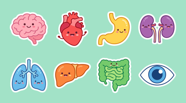 Cartoon human organ characters set featuring cute smiling brain heart stomach kidneys lungs liver and eyes