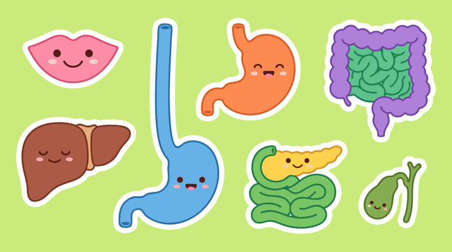 Colorful human digestive system organs vector illustration set featuring cute cartoon faces for educational medical design