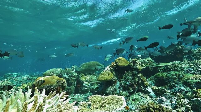 A Napoleon wrasse, Cheilinus undulatus, swims back and forth across Cape Kri&rsquo;s shallow reef, surrounded by an exceptional diversity of tropical fish.