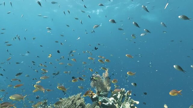A dense cloud of tropical reef fish swims above a colorful coral reef at Cape Kri, Raja Ampat, Indonesia, surrounded by exceptional marine biodiversity.