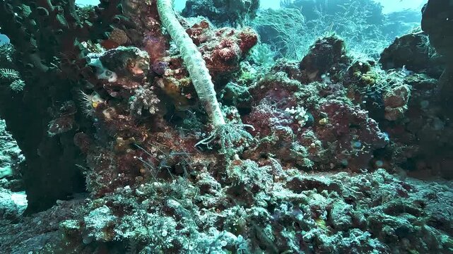 Synapta maculata, the spotted synaptid sea cucumber, extends its branched feather-like tentacles to collect organic matter from the reef in Raja Ampat.