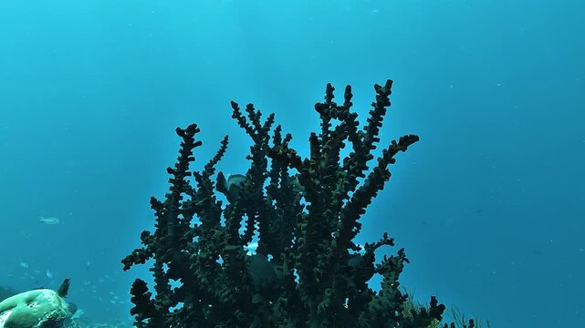 Tubastraea micranthus, the black sun coral or green sun coral, forms dark branching colonies that appear black underwater but have deep green to olive polyps.