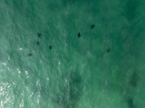 Aerial view of a school of mobula rays swimming in the clear turquoise waters of the Sea of Cortez in Los Barriles, Baja California Sur, Mexico.
