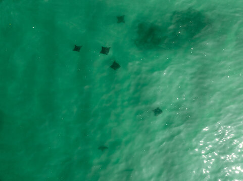 Aerial view of a group of rays swimming in the clear turquoise waters of the Sea of Cortez in Los Barriles, Baja California Sur, Mexico.