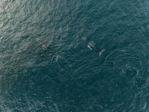 Aerial view of two humpback whales swimming in the deep blue ocean waters off the coast of Los Barriles, Baja California Sur, Mexico.