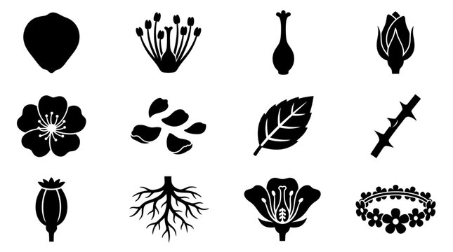 Botanical Elements and Flower Parts Icon Set Black Silhouette Vector Illustration with Transparent Background for Nature and Science Designs