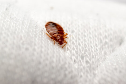 Bed bug crawling across white bedding