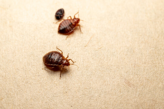 Two bed bugs with shed skin on fabric
