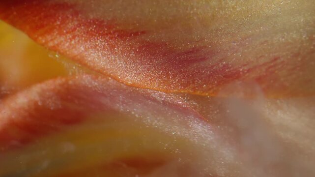 Vertical video. Fog flower. Ethereal smoke. Defocused yellow red color tulip plant nature shiny white ink in water on abstract background.